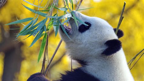 El Bambú Mucho Más Que La Comida De Los Osos Panda N