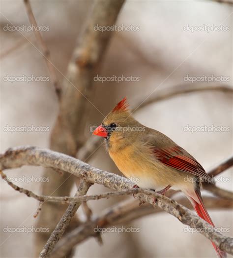 Female Northern Cardinal Cardinalis Cardinalis — Stock Photo