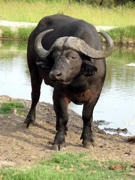 Water Buffalo Africa Animal Free Photo On Pixabay