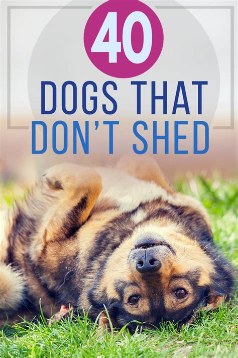 40 Dogs That Dont Shed Small Medium And Large Non Shedding Breeds