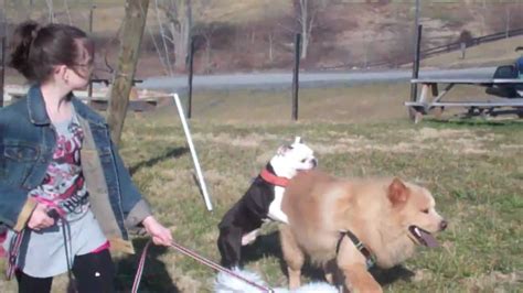 Funny Pet Videos Tuxedo Dog Humps Big Chow Chow At Virginia Vineyard