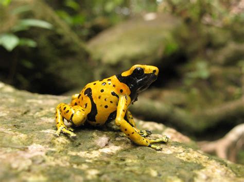 Calphotos Dendrobates Leucomelas Yellow Headed Poison Frog