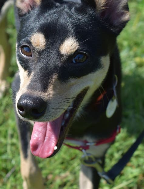He has a sweet personality, loves to give kisses, very playful. View Ad: Mutt Dog for Adoption, Wisconsin, Grafton