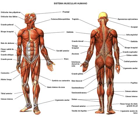 In some muscles the fibers are parallel to the long axis of the muscle; Muscle Diagrams in High Definition
