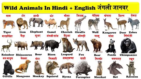 Wild Animals In English And Hindi With Pdf जंगली जानवर Wild Animals