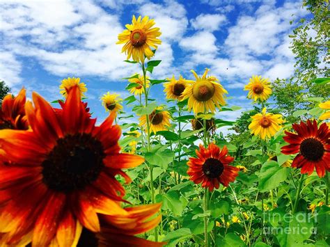 Sunflowers In Reach Of Heaven Photograph By Castlight Media Group