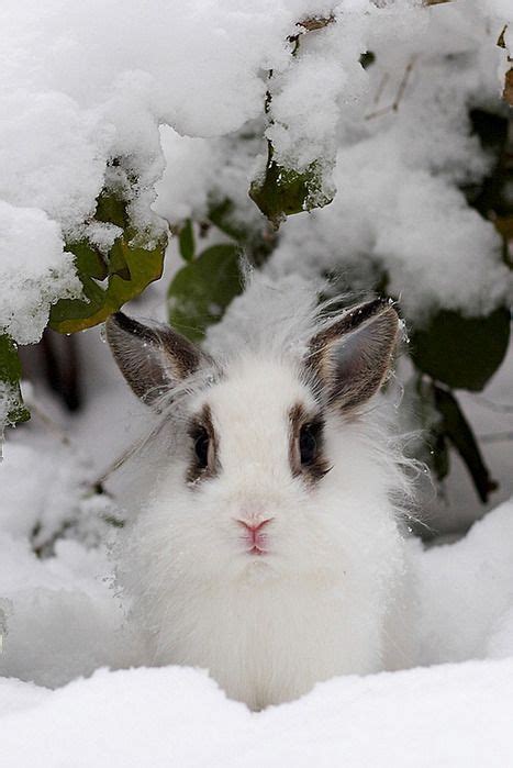 ~~ Bunny Camouflage ~~ Tame The Beast Pinterest