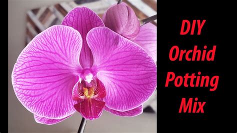 Homemade Diy Orchid Potting Mix 2019 Youtube