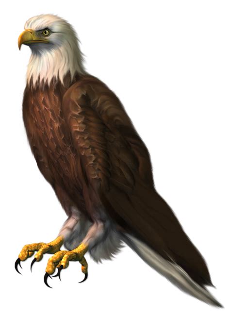 Eagle Sitting Png 20 Free Cliparts Download Images On Clipground 2022