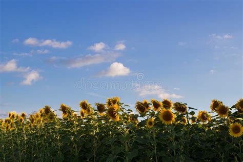 Sunflowers Under The Sky Stock Photo Image Of Natural 77871060