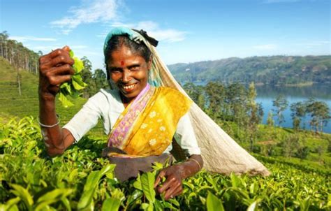 Hidden Hope A Visit To A Sri Lankan Tea Estate