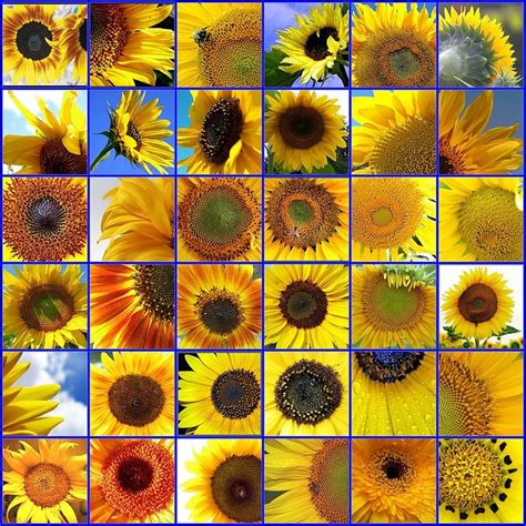 Sunflowers Sunflowers And Daisies Types Of Sunflowers Sunflower