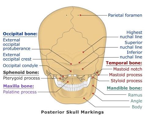Posterior Anatomy Of The Skull Anatomy Pinterest Anatomy