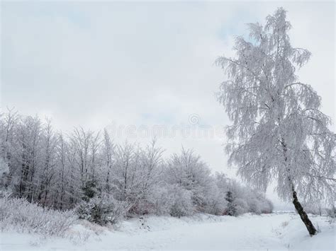 White Winter Wonderland Stock Image Image Of Field Daytime 12277383