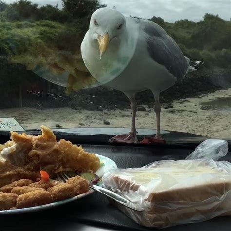 Victim Shares Film Of Revenge On Seagulls After Decades Of Stolen Food