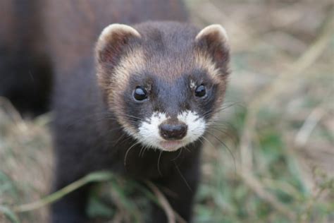 What Is A Polecat European Polecat Facts For Kids Twinkl