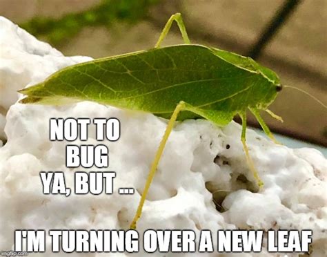 All Gods Creatures Can Do Stand Up Leaf Buggerson Imgflip