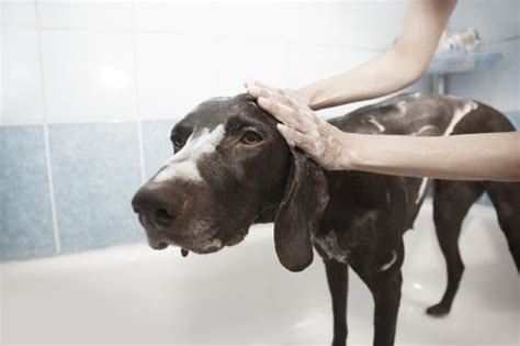 5 Ways To Soothe Your Dogs Dry Skin