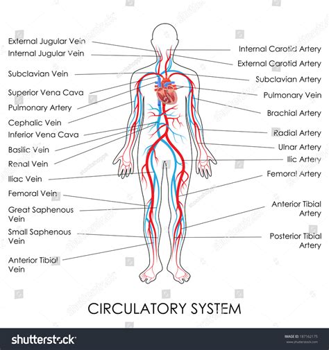 Vector Illustration Diagram Circulatory System Stock ...