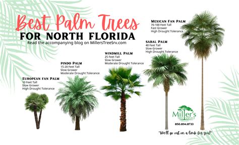 Quick Reference For Top 5 Palm Trees In Zone 8 Millers Tree Service