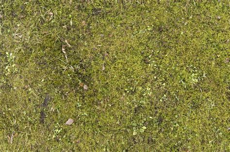Green Hill Grass Texture