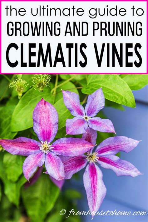 Clematis Care The Ultimate Guide To Planting Growing And Pruning