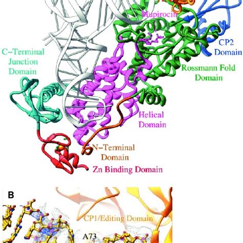 A Structure Of The Isoleucyl Trna Synthetase Complex With Trna Ile