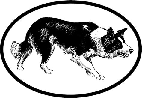Border Collie Outline Free Printable Templates And Coloring Pages