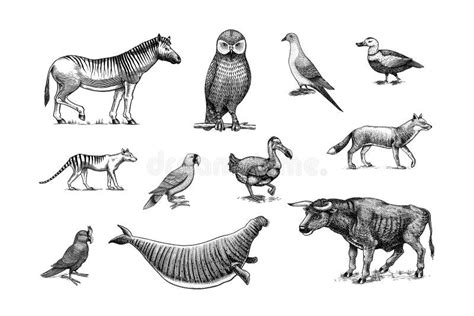 Tasmanian Species Stock Illustrations 134 Tasmanian Species Stock