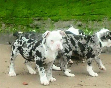 We take pride in the fact that our puppies come from the best family that can raise puppies. Merle ~ Alapaha bulldog gorgeous | Bulldog puppies ...