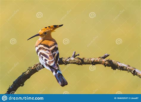 Common Hoopoe Or Upupa Epops The Beautiful Brown Bird On A Tree Branch
