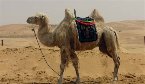 Camello Características Tamaño Hábitat Alimentacion Y Jorobas