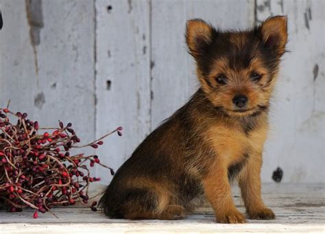 Pomeranian And Yorkie Mix Dogs Roni Rollins