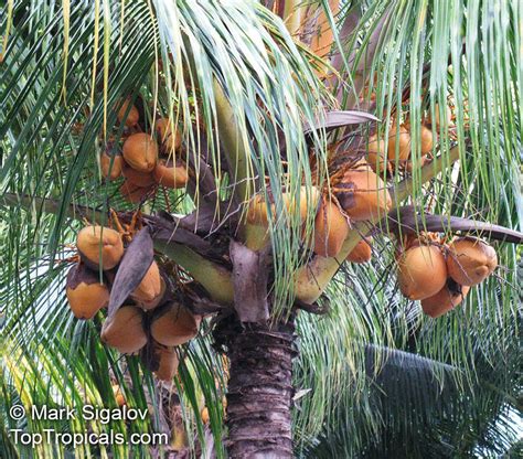 Cocos Nucifera Coconut Palm Coco Do Baia