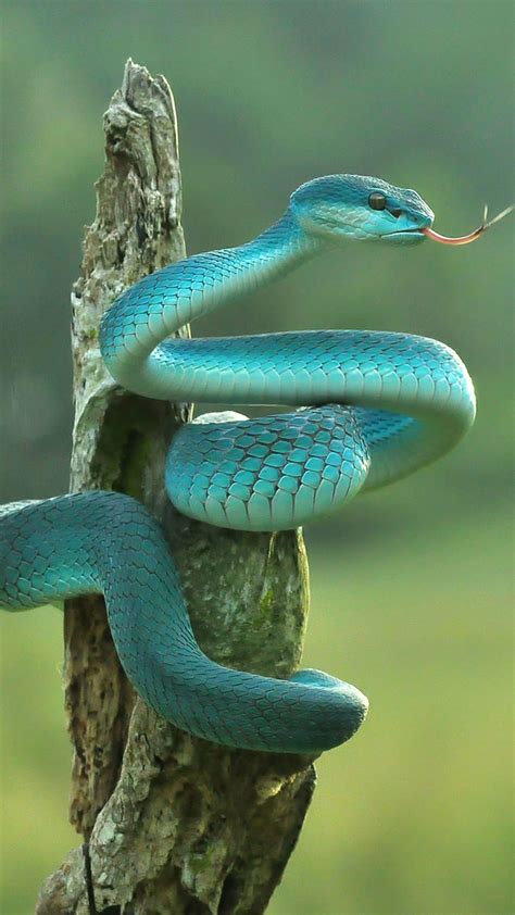 Snake Serpientes Hd Phone Wallpaper Pxfuel
