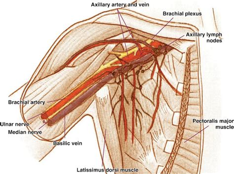 Anterior Axillary Nodes