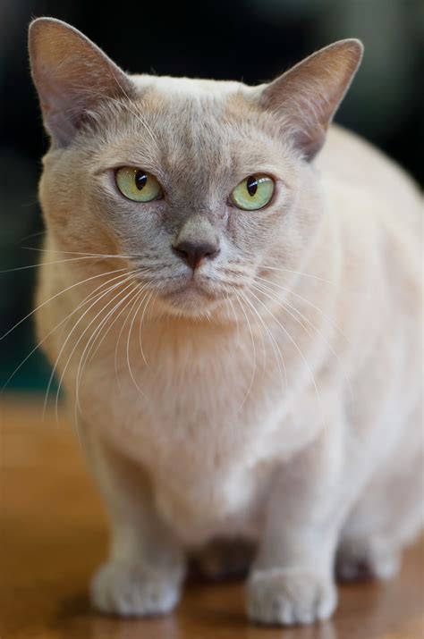 Size And Weight Of Burmese Cats Annie Many