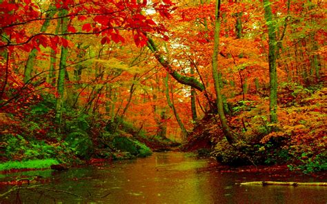 River In Autumn Forest Image Abyss