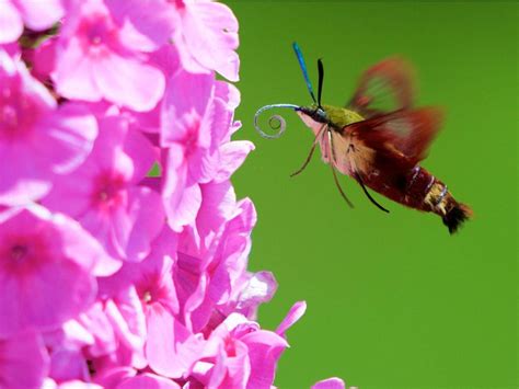 What Is A Hummingbird Moth Learn About Hummingbird Moth Pollinators