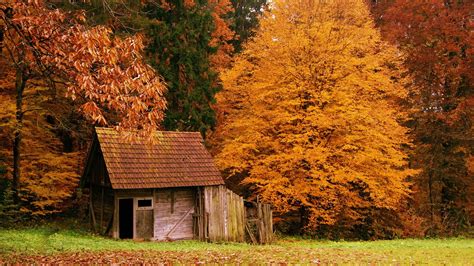 Free Download Hd Wallpaper Brown Wooden Shed Fall House Leaves