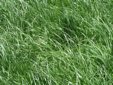 Kentucky 31 Tall Fescue Grass Seed Raw 10 Lbs Ebay