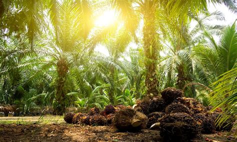 The Beginners Guide To Palm Oil