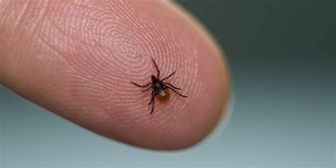 Lyme Disease: How Great A Threat Is It To Public Health? | HuffPost UK
