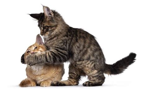 Kitten Attacks Older Cat