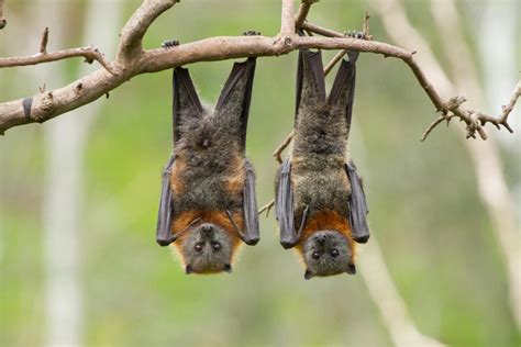 The Most Interesting Facts About Bats Wonderworld