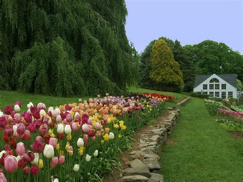 Fondos De Pantalla Árboles Flores Tulipanes Campo Casa Granja