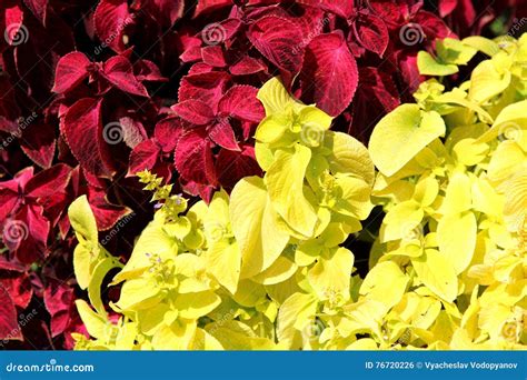 Beautiful And Bright Flowers Of The Coleus Stock Photo Image Of
