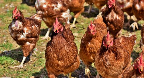 Health Officials Remain Vigilant After Two Poultry Workers Test Positive For Bird Flu In England