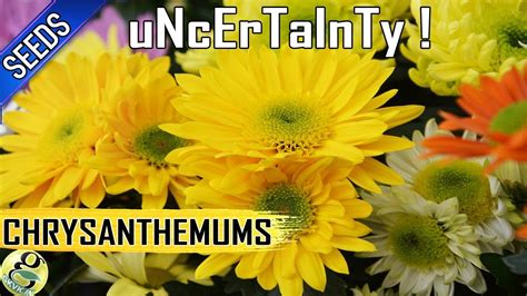 Chrysanthemums From Seeds Easy Way To Propagate Mums But With