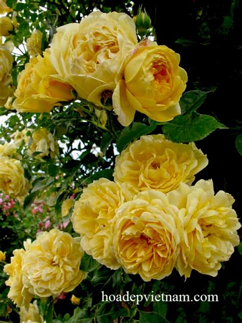 Hoa Hồng Leo Golden Celebration Rose Bông Lớn Sai Hoa ít Sâu Bệnh